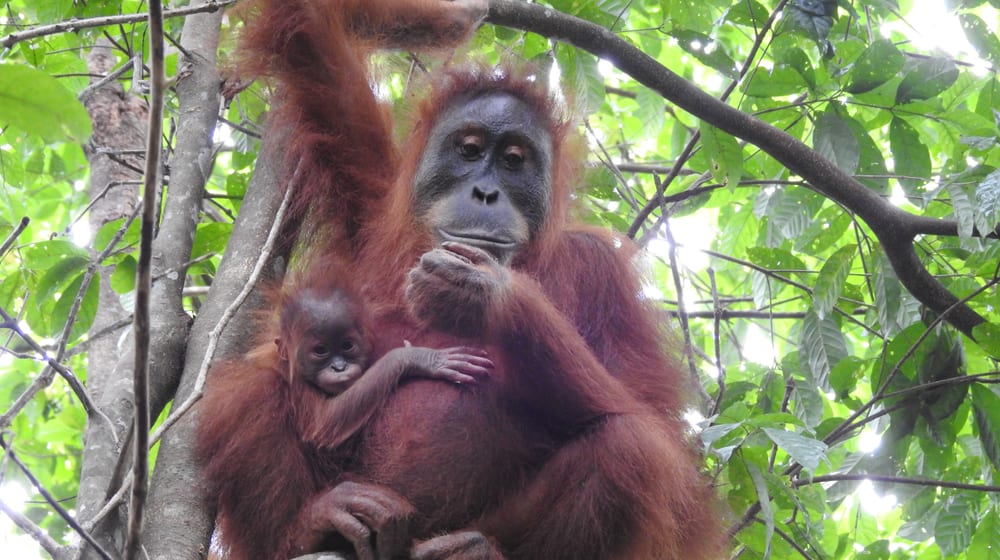 Sumatra-Orang-Utan Wenda im Regenwaldschutzgebiet Jantho auf Sumatra