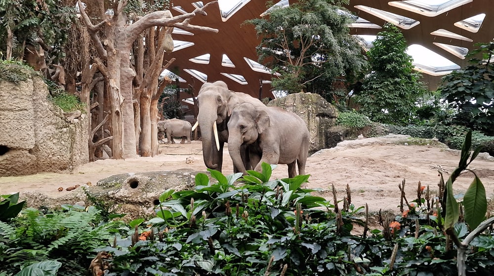 Asiatische Elefanten Thai (l.) und Panang im Kaeng Krachan Elefantenpark des Zoo Zürich.