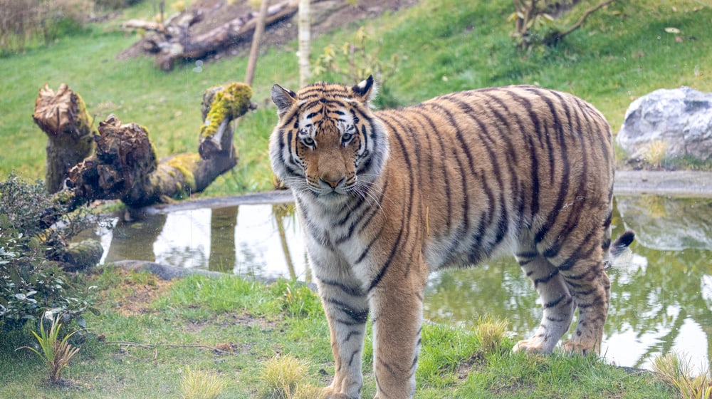 Amurtiger Akim im neuen Grosskatzen-Lebensraum Panthera im Zoo Zürich.