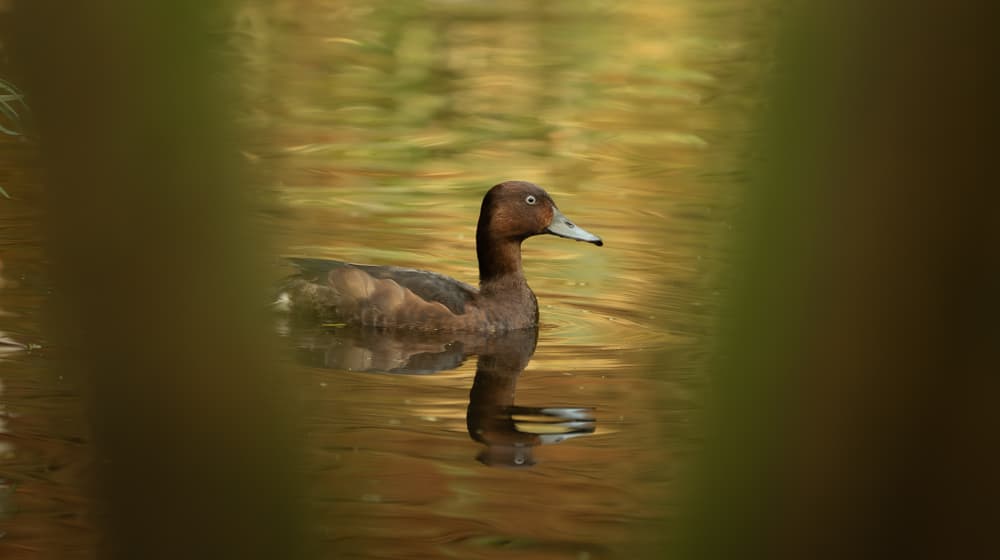 Moorente im Masoala Regenwald