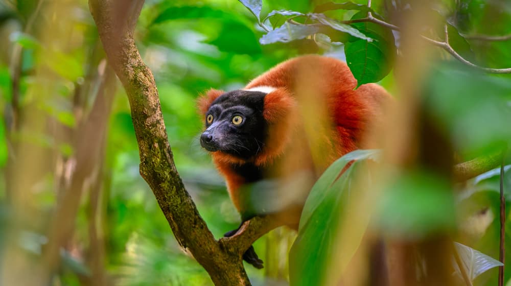 Roter Vari im Masoala Regenwald des Zoo Zürich.
