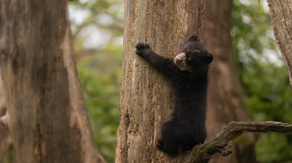 Junger Brillenbär im Sangay Bergnebelwald des Zoo Zürich.