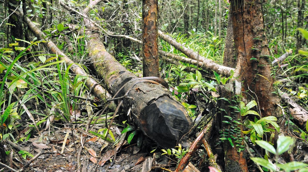 Geschlagenes Rosenholz im Masoala Nationalpark.