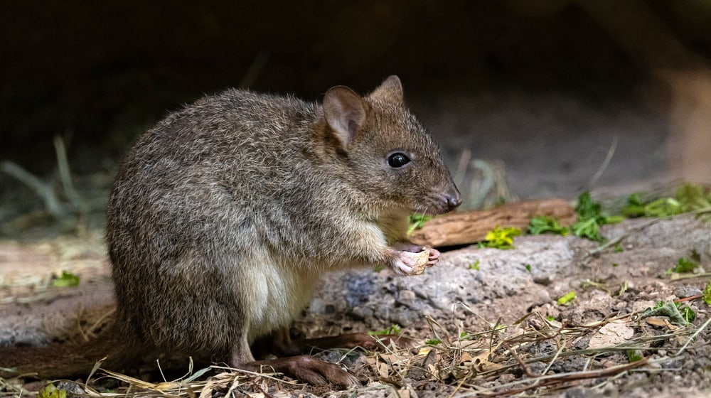 Bürstenschwanz-Rattenkänguru in der Australienanlage des Zoo Zürich.