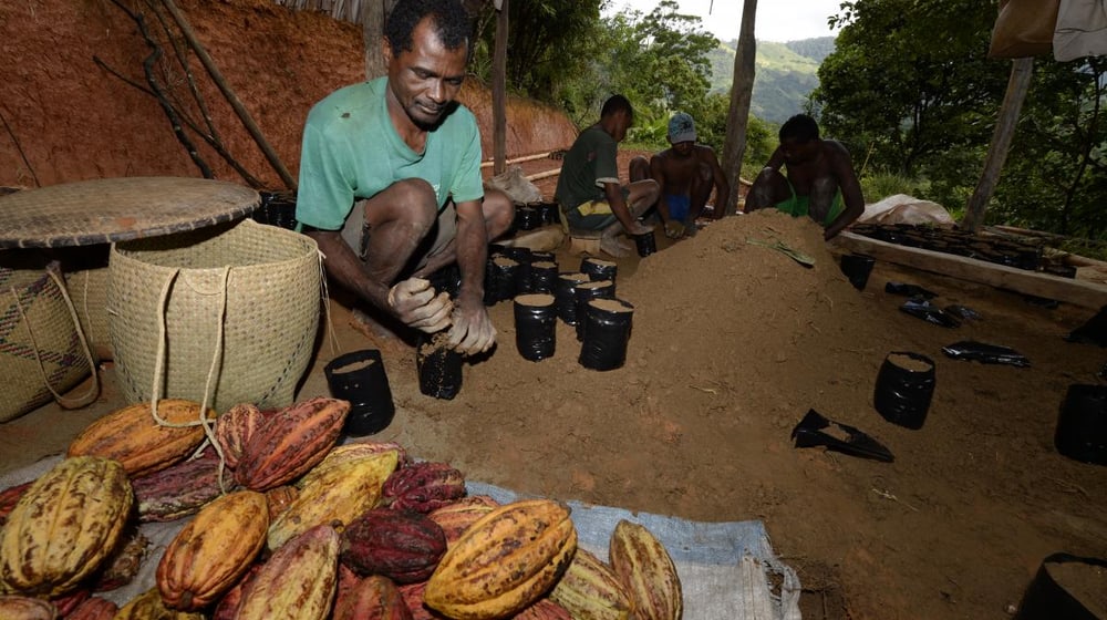 Nachhaltige Kakaoproduktion.