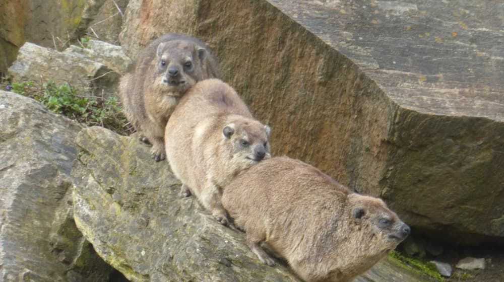 Rock hyraxes in the Semien Mountains of Zoo Zurich.