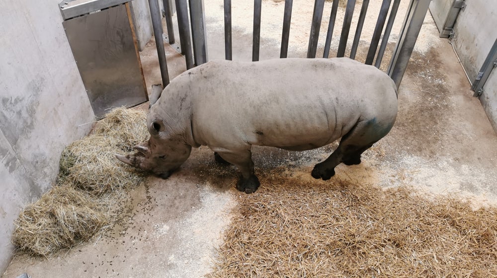 Der Breitmaulnashornbulle Kimba in der Quarantänebox.