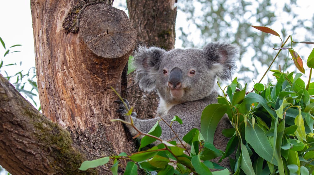 Koala Milo in der Australienaussenanlage im Zoo Zürich.
