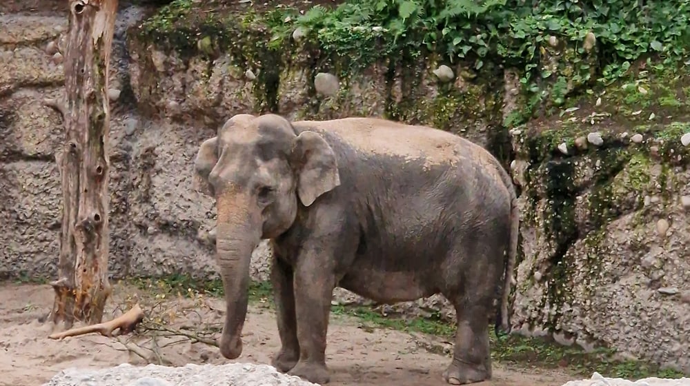 Asiatischer Elefant Panang in der Innenanlage des Kaeng Krachan Elefantenparks im Zoo Zürich.