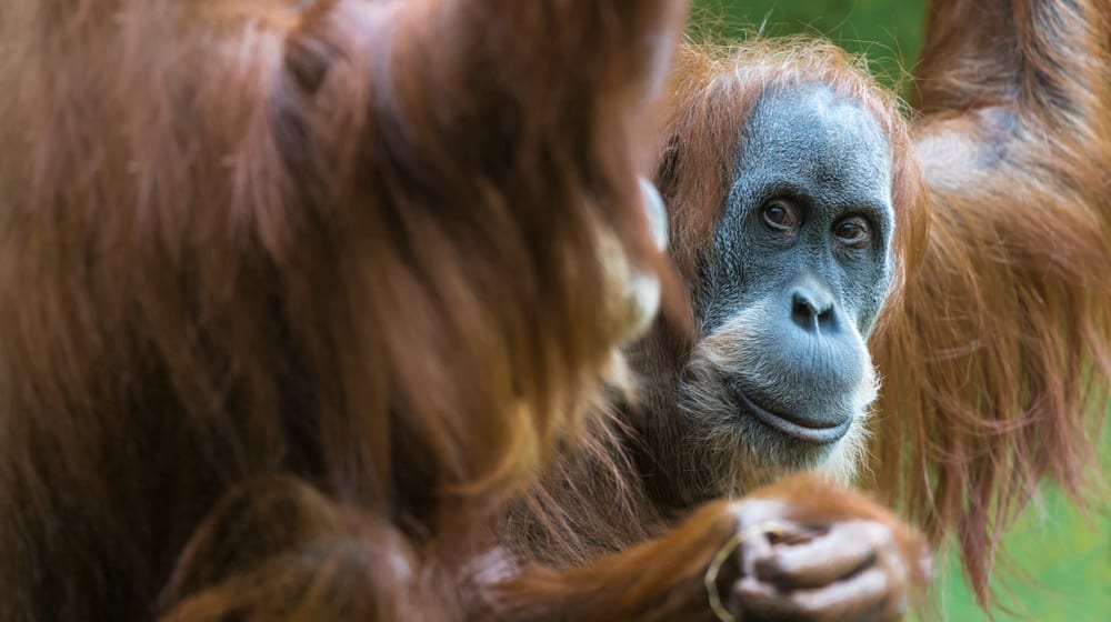 Sumatra-Orang-Utan Lea im Zoo Zürich.