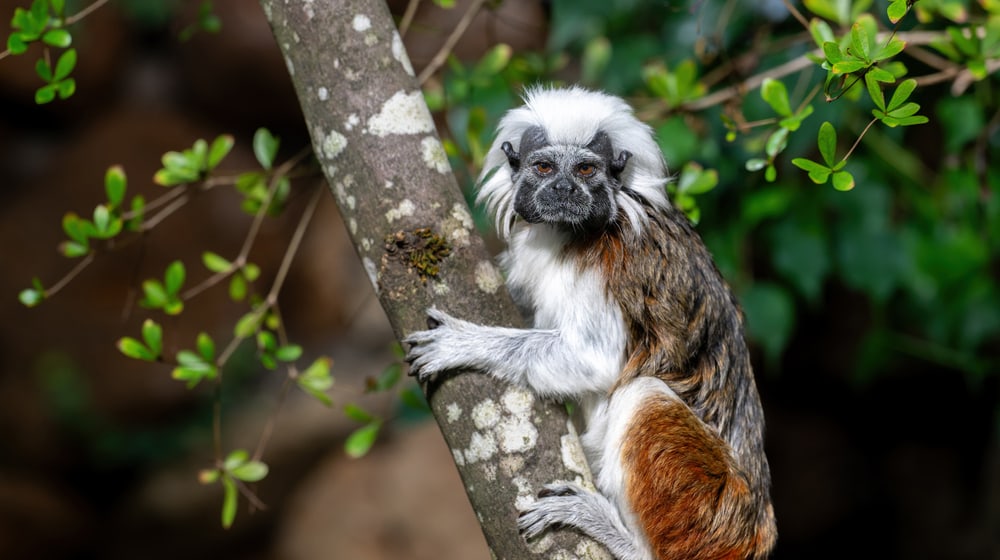Lisztaffe im Zoo Zürich.