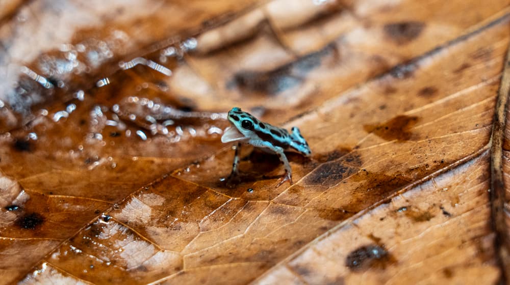 Stummelfusskröte im Zoo Zürich.