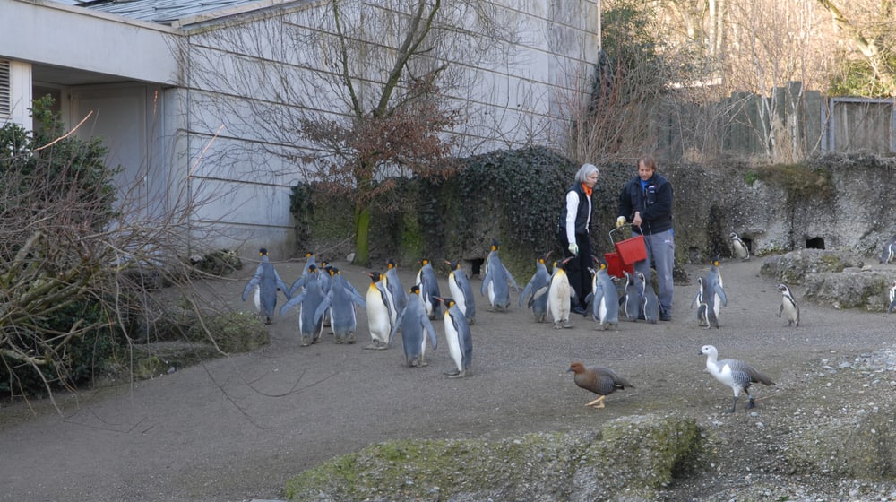Erlebnisgutschein Pinguin im Zoo Zürich