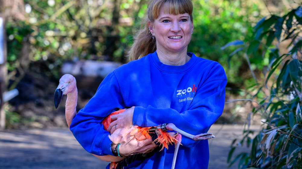 Eine Tierpflegerin des Zoo Zürich transportiert einen Chileflamingo in die Vogelwiese.