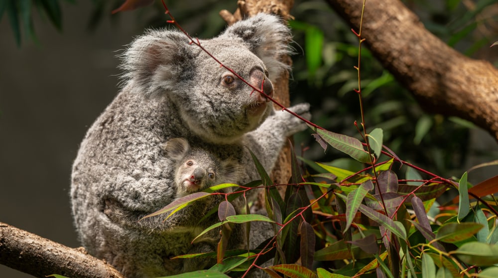 Koala Téa mit Jungtier im Zoo Zürich.