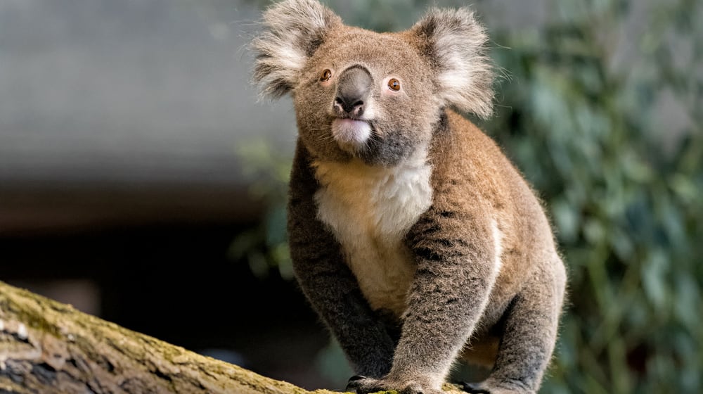 Koala im Zoo Zürich