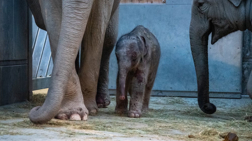 Elefanten mit neugeborenem Jungtier im Kaeng Krachan Elefantenpark im Zoo Zürich. 