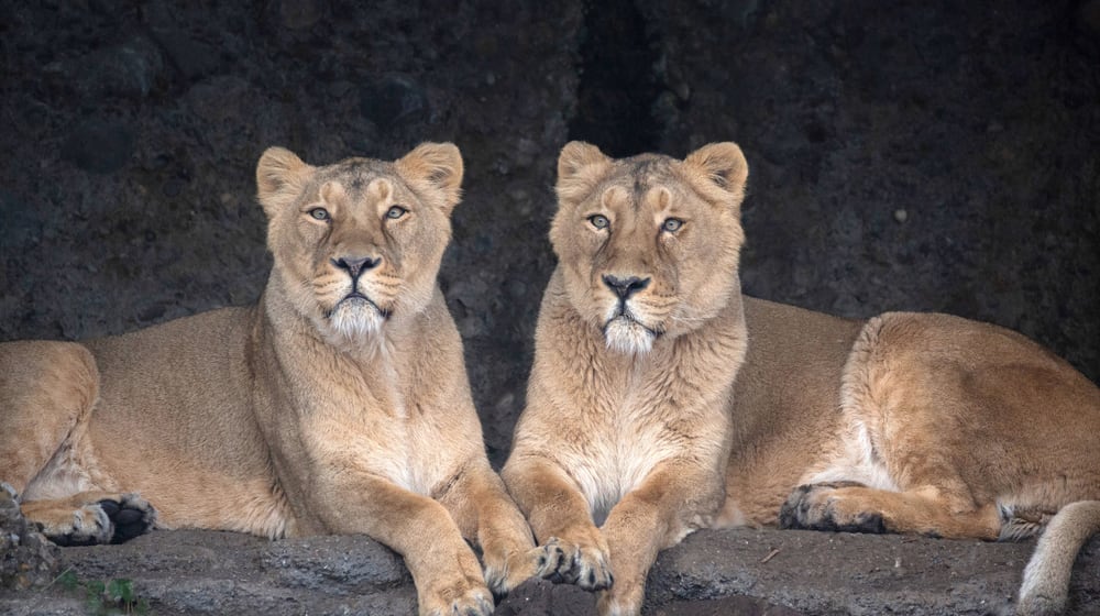 Asiatische Löwen Kalika und Jeevana 2022 im Zoo Zürich.