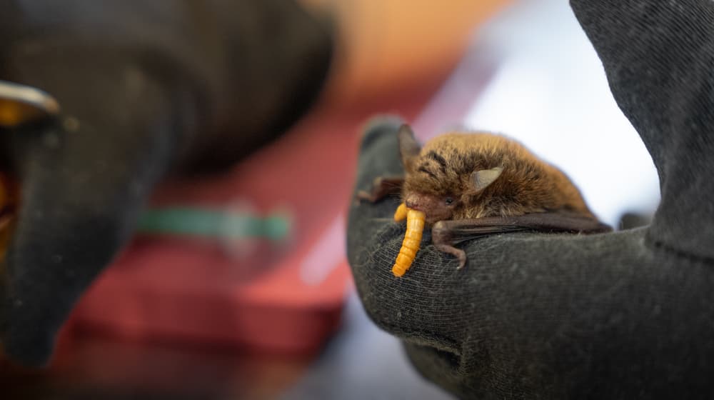 Fütterung einer Pfleglingsfledermaus in der Fledermaus-Notpflegestation.