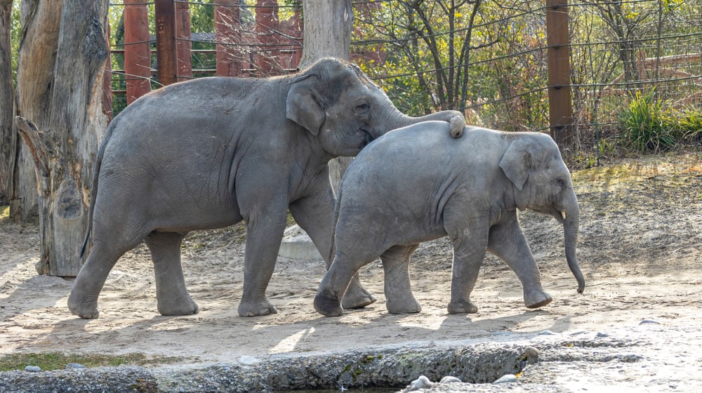 Asiatische Elefanten Omysha (l.) und Umesh im Kaeng Krachan Elefantenpark des Zoo Zürich.