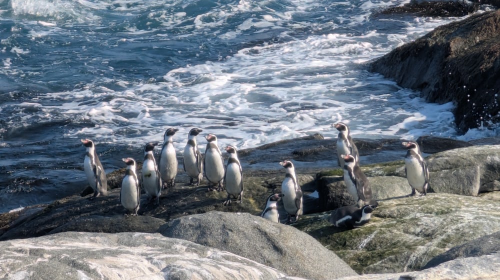 Humnoldtpinguine auf Küstenfelsen