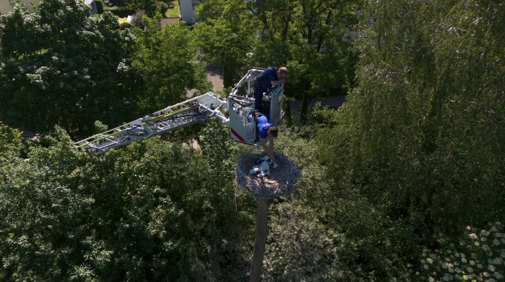 Beringung der Jungstörche 2026 im Zoo Zürich.