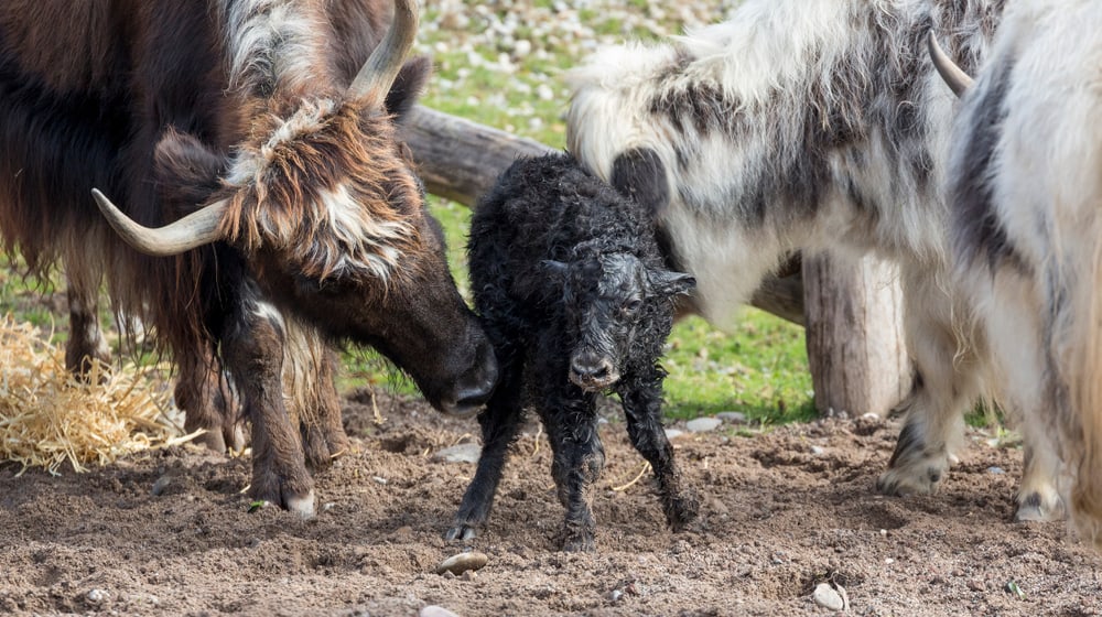 Junger Hausyak in der Mongolischen Steppe im Zoo Zürich.