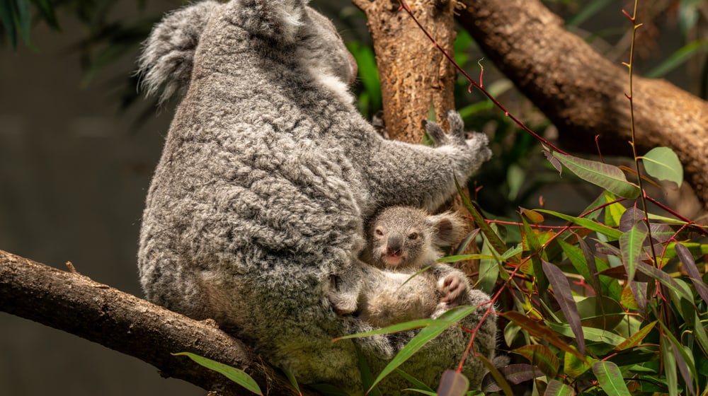 Koala Tea mit Jungtier im Zoo Zürich