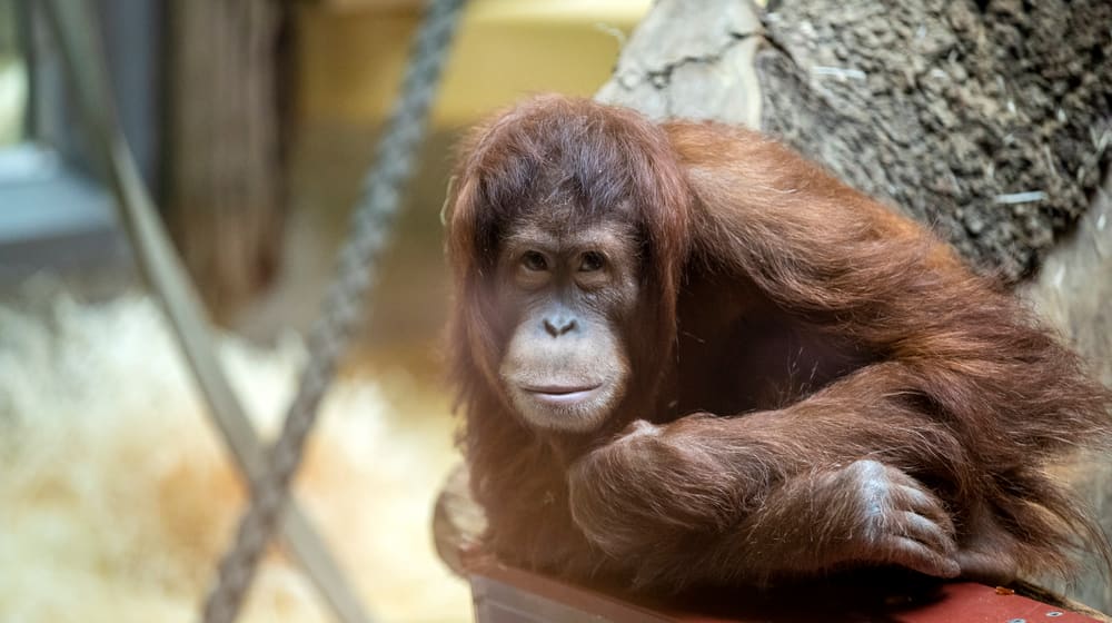 Sumatra-Orang-Utan Mimpi im Zoo Zürich.