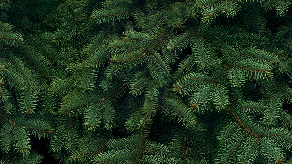 Visual für den Video-Adventskalender 2025.