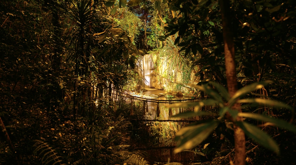 Beleuchteter Masoala Regenwald im Zoo Zürich. Visual für Masoala by Night 2026.