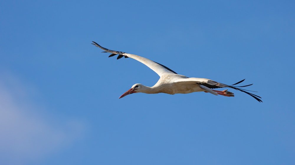 Weissstorch (Ciconia ciconia) im Flug