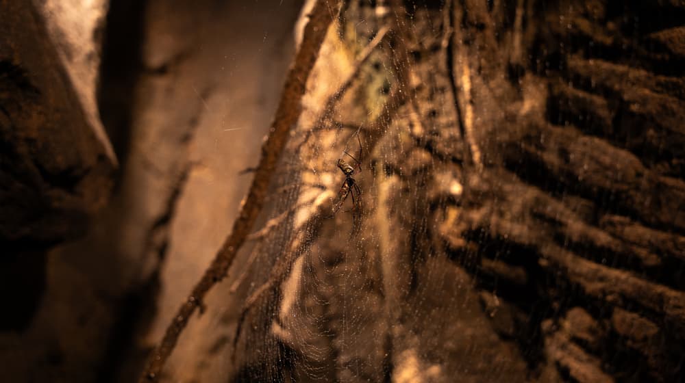 Madagaskar-Seidenspinne im Zoo Zürich.
