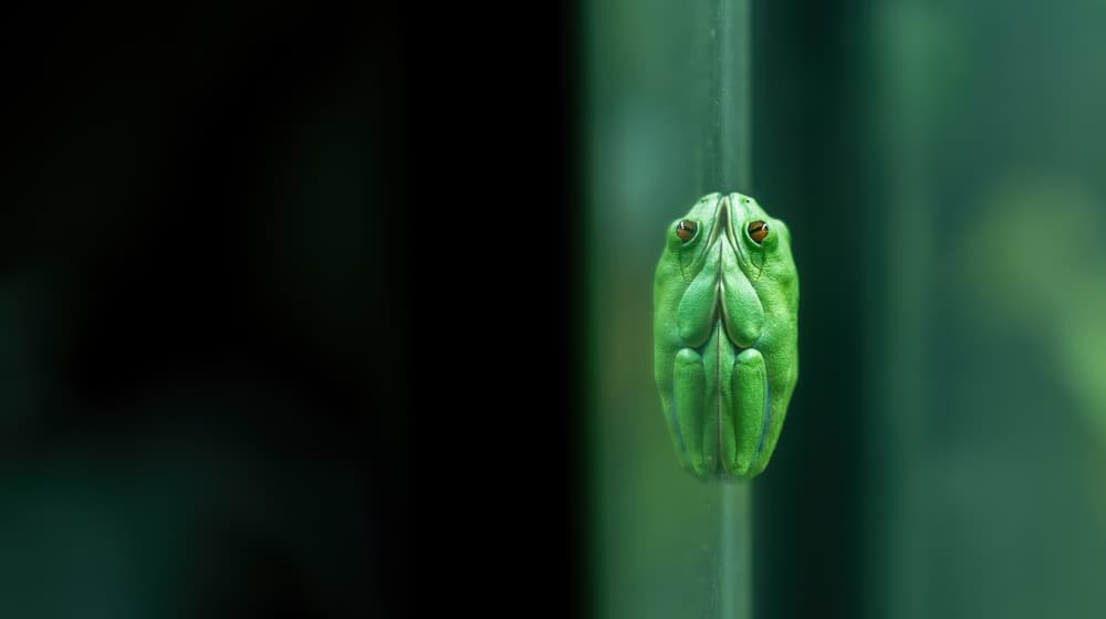 Orangeaugen-Laubfrosch im Ruhemodus. 
