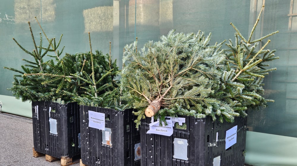Unverkaufte Weihnachtsbäume stehen als Futter und Beschäftigung bereit.