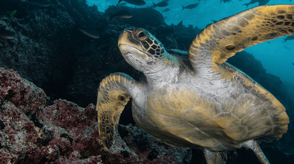 Meereschildkröte