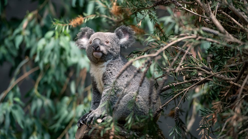 Koalamännchen Uki erkundet sein neues Zuhause. 
