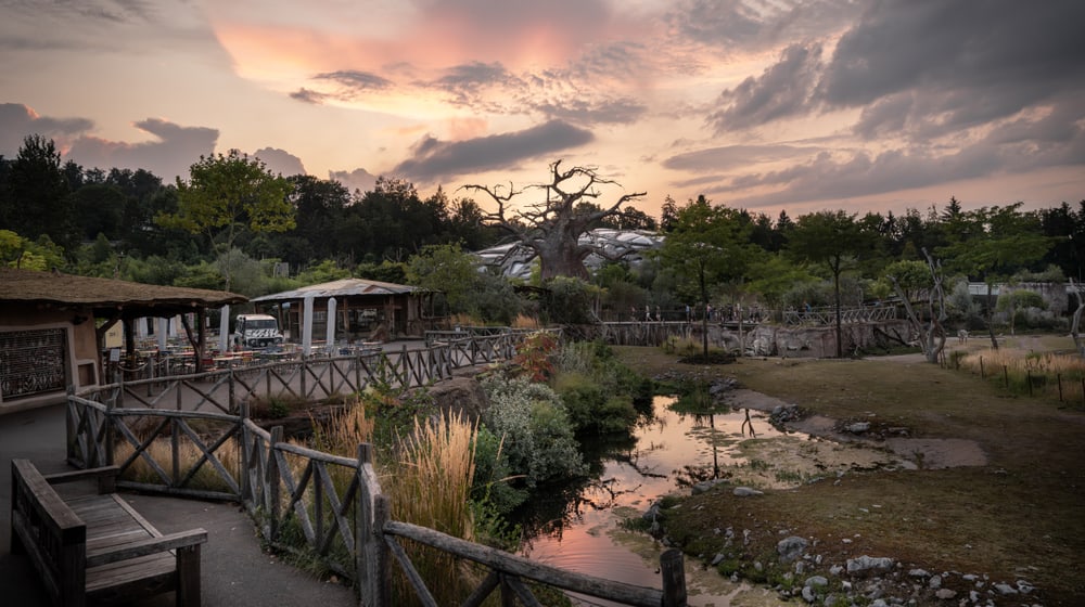 Lewa Savanne im Zoo Zürich in der Dämmerung.