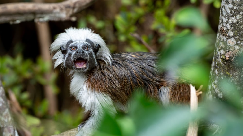 Lisztaffe im Zoo Zürich.
