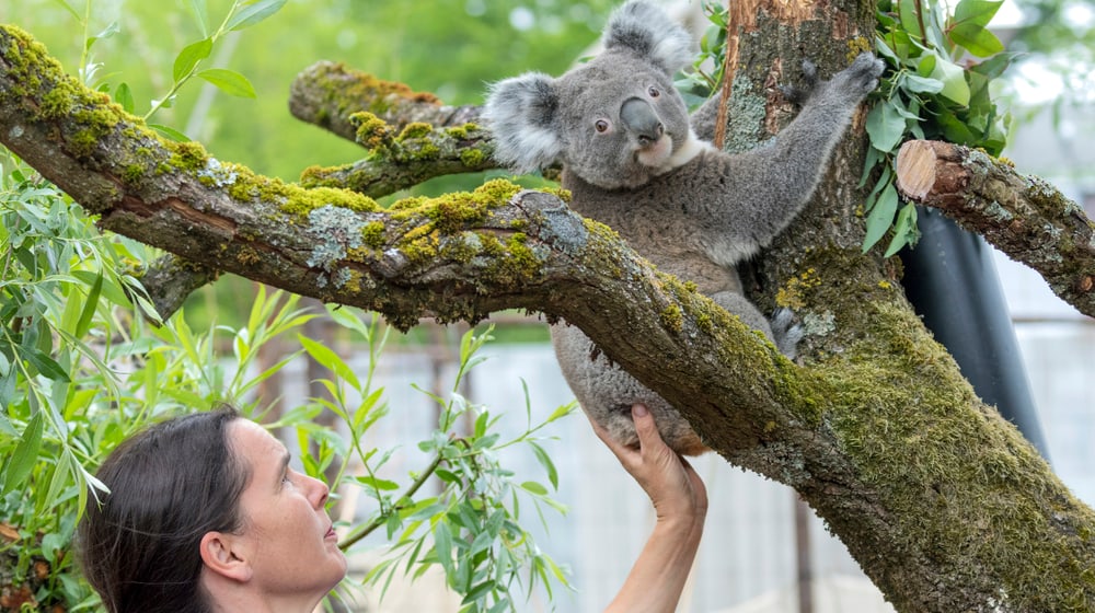 Koala im Zoo Zürich.