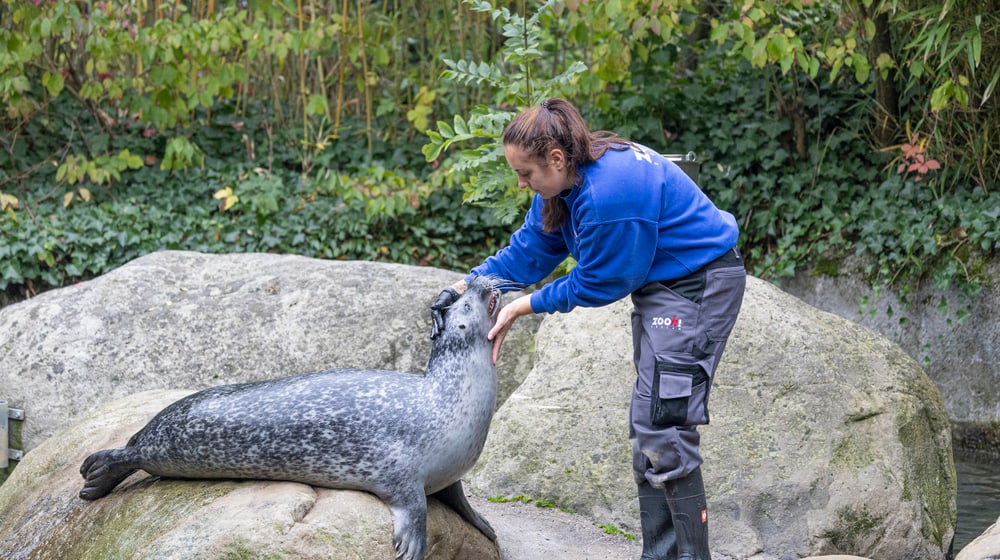 Tierpflegerin Selina Ebli beim medizinischen Training mit einem Seehund im Zoo Zürich.
