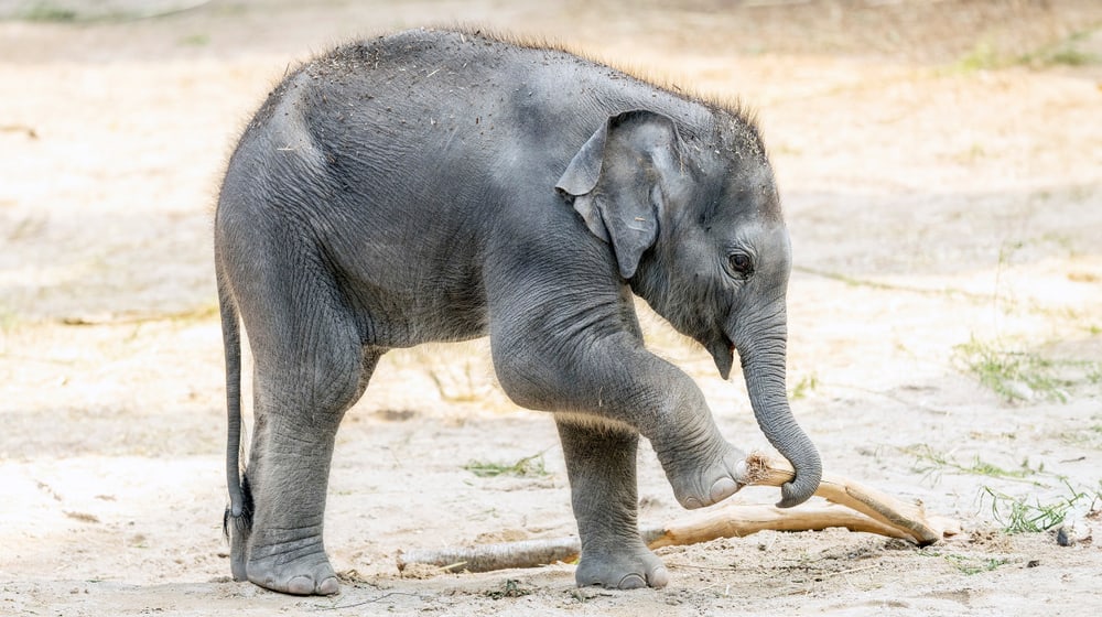 Junger Asiatischer Elefant Zali im Zoo Zürich.