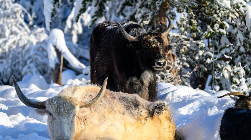 Zwei Hausyaks in der Mongolischen Steppe des Zoo Zürich.
