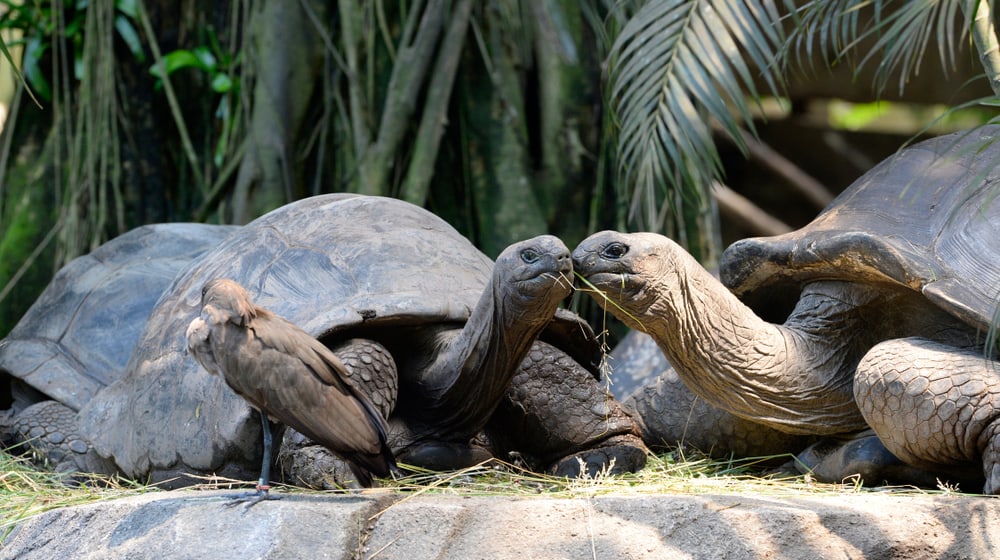 Aldabra-Riesenschildkröten Hermania und Grosser Bube im Masoala Regenwald des Zoo Zürich.