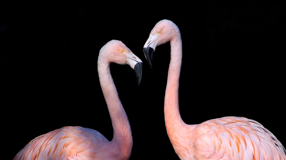 Chile-Flamingos im Zoo Zürich