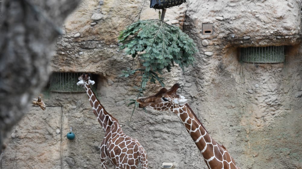 Giraffen im Zoo Zürich freuen sich über Christbaum. 