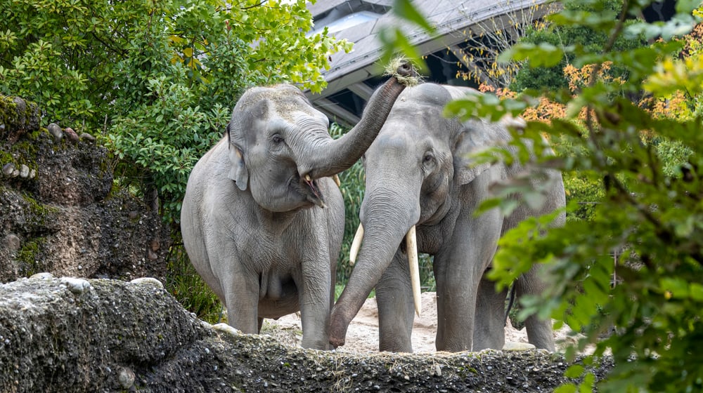 Farha und Thai im Kaeng Krachan Elefantenpark.