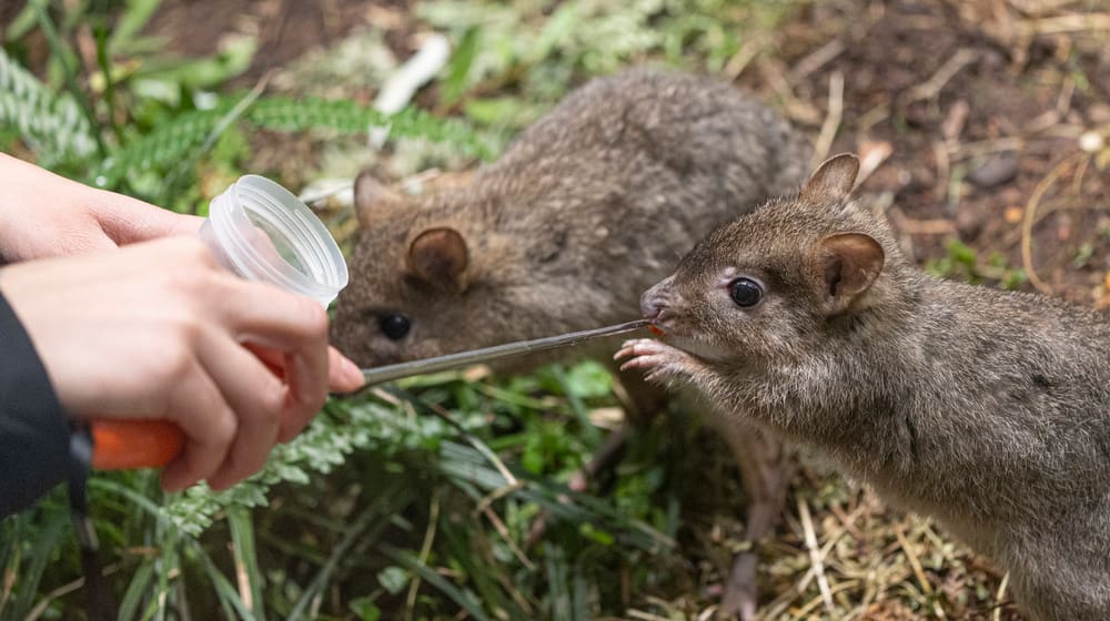 Zwei Bürstenschwanz-Rattenkängurus beim Target-Training im Zoo Zürich.