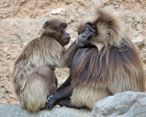 Dscheladas im Semien Gebirge des Zoo Zürich.