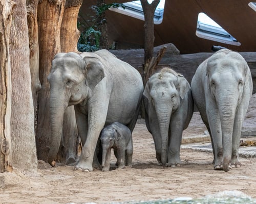 Foto Enzo Franchini Elefanten_Zoo_Zuerich